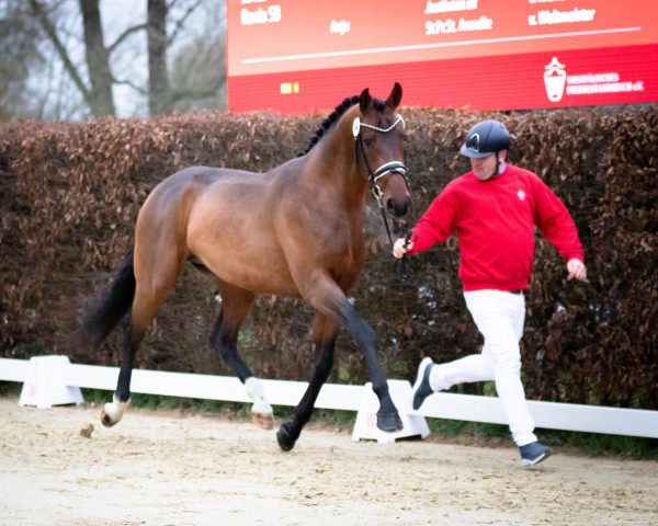 horse Hengst von Tesla / Rohjuwel (Westphalian, 2020, from Tesla)