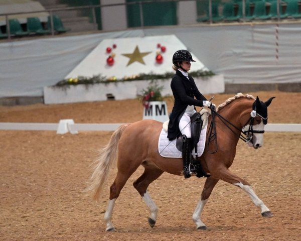 dressage horse Topinambour 3 (German Riding Pony, 2012, from Top Anthony II) dressage horse Topinambour 3 (German Riding Pony, 2012, from Top Anthony II)