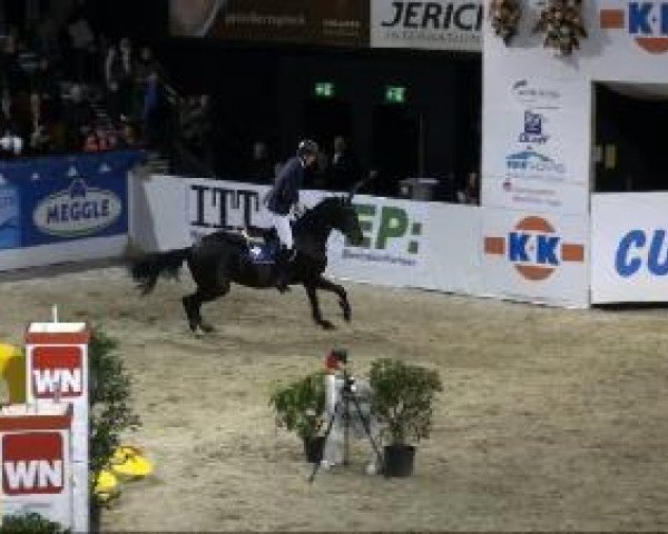 jumper Sammy - Jo (Hanoverian, 2003, from Sergeant Pepper I)