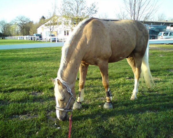 Pferd Stukhuster Boi (Deutsches Reitpony, 1997, von Anjershof Rocky)