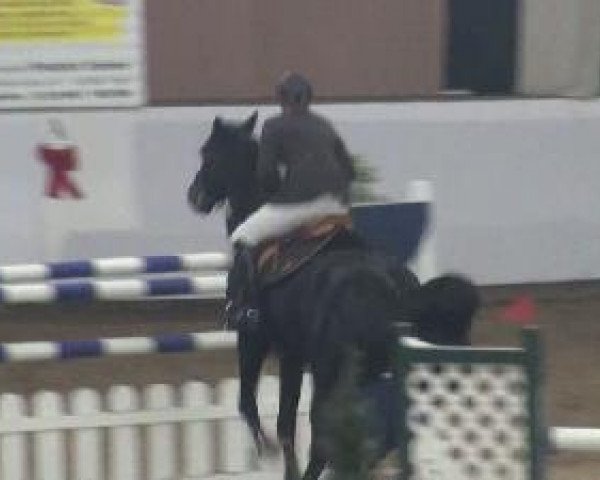 jumper Quanto 13 (Holsteiner, 2002, from Quantum)