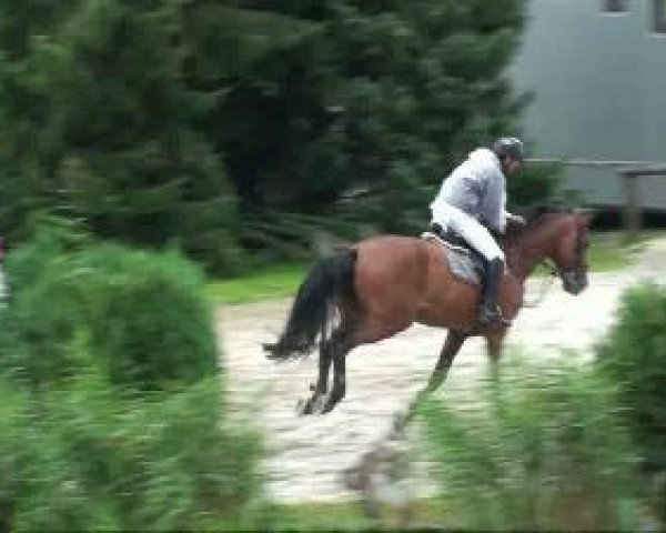 jumper Split Jumper (Holsteiner, 2001, from Caretino) jumper Split Jumper (Holsteiner, 2001, from Caretino)