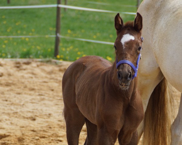 horse Samba du Castle (KWPN (Royal Dutch Sporthorse), 2022, from Bretton Woods)