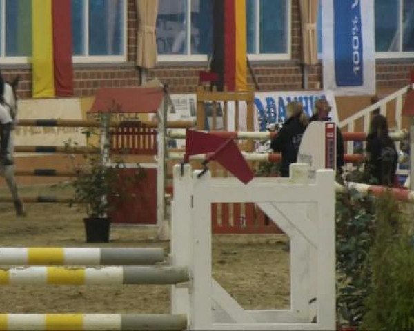jumper Padie Blu Cardu (KWPN (Royal Dutch Sporthorse), 2003, from Corland)