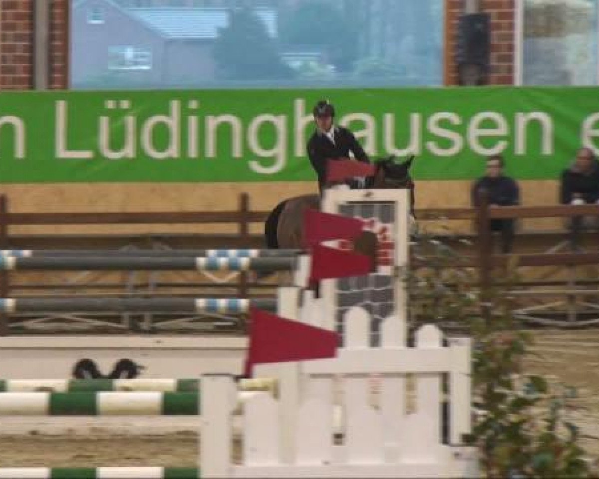 Cavallo da salto Bob Baxter (KWPN (Warmblood olandese), 1998, di Burggraaf)