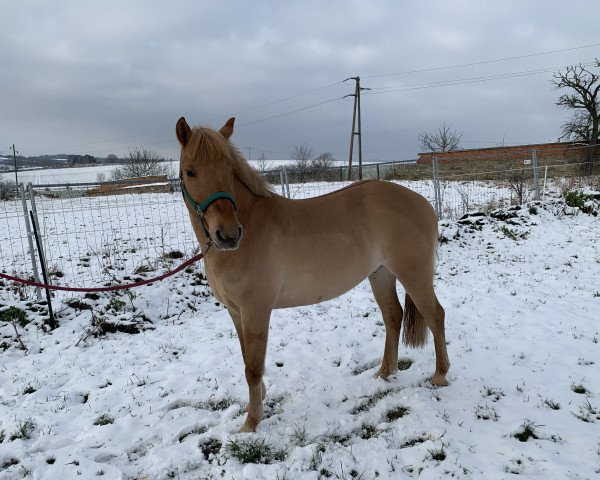 Pferd Pellegrino 56 (unbekannt, 2015)
