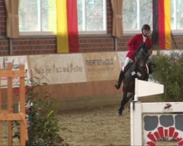 broodmare Curuba 2 (Westphalian, 2003, from Coriano) broodmare Curuba 2 (Westphalian, 2003, from Coriano)