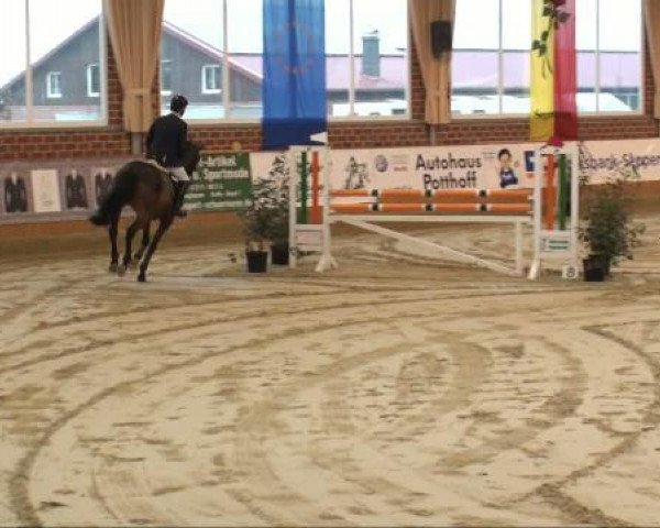 broodmare Chromatika (Oldenburg, 2001, from Quincy Z)