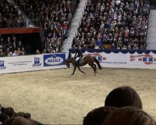 jumper Possibility 4 (Hanoverian, 1999, from Prince Thatch xx)