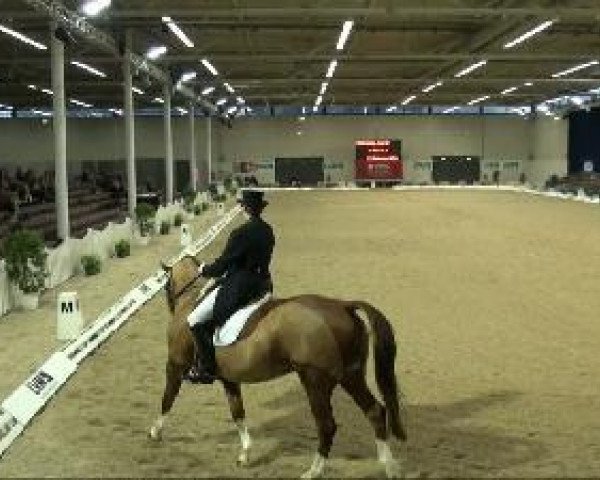 dressage horse Waikito 10 (Westphalian, 1996, from Weinzauber)