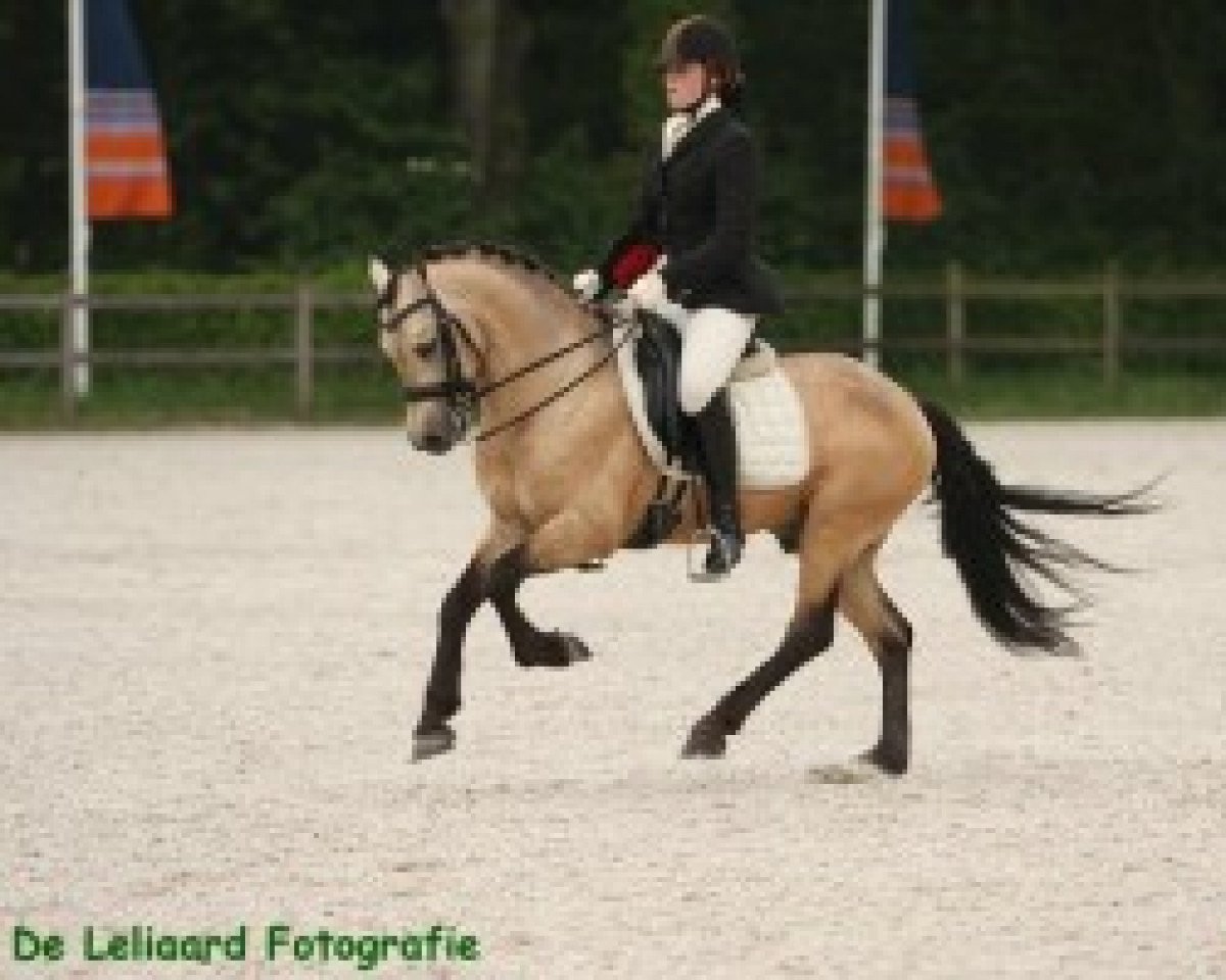 stallion Ben Hur van de Leliaard (Connemara Pony, 1996, from Surprise van de Kiboets)