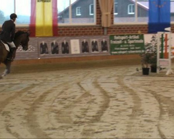 Springpferd Lazio 12 (KWPN (Niederländisches Warmblut), 2005, von Lupicor)