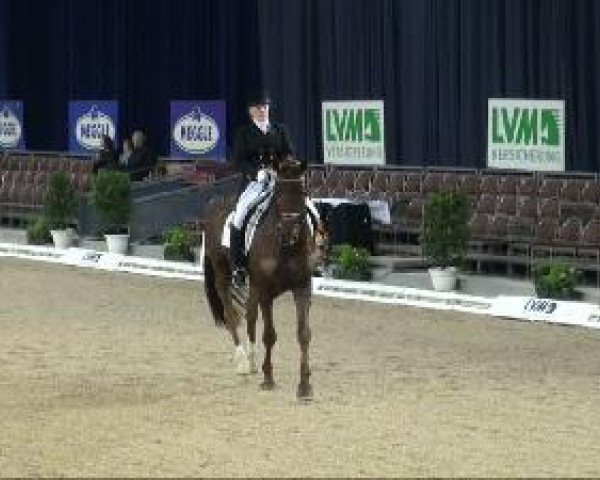 dressage horse Donner (Rhinelander, 1997, from Domburg)