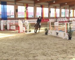 jumper Zuerich 2 (KWPN (Royal Dutch Sporthorse), 2004, from Berlin)