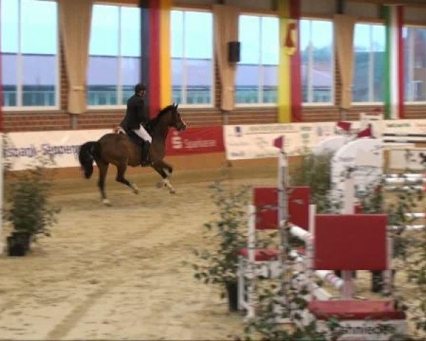 jumper Lennox Lewis 13 (Westphalian, 2005, from Lissabon 29)