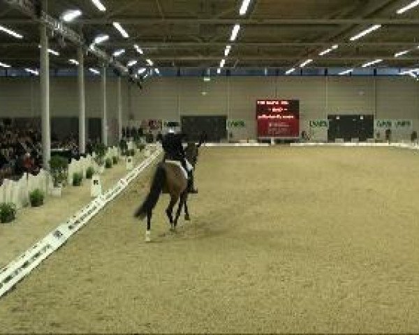dressage horse Riva del Garda 4 (Westphalian, 2002, from Rockwell)