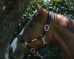 Dressurpferd Rosewood (Hannoveraner, 2014, von Rotspon)