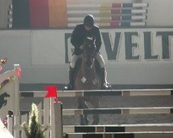 jumper Cadence 2 (Holsteiner, 2003, from Cash and Carry)