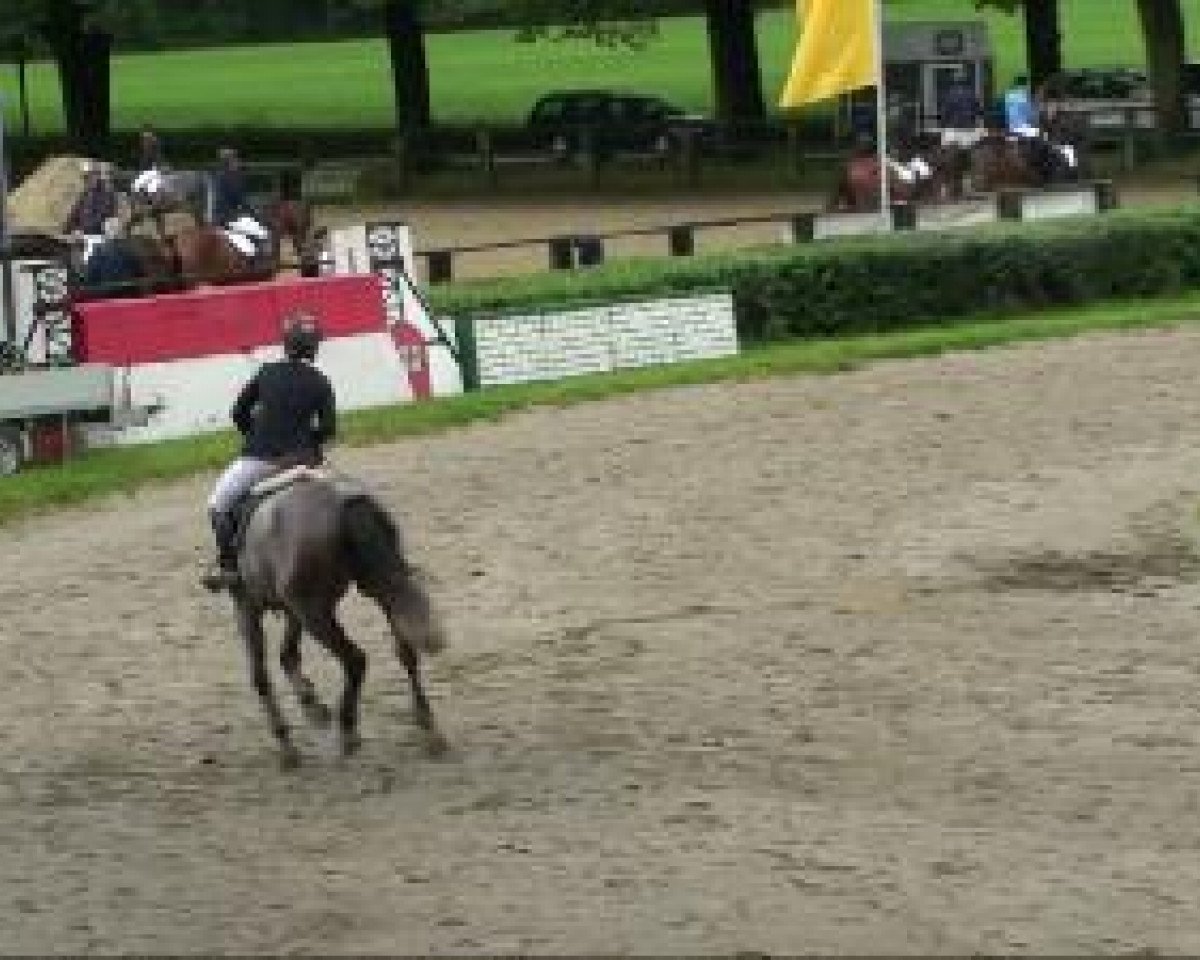 Broodmare Conchita 100 (Holsteiner, 2004, from Quite Capitol) - Recklinghausen 
27.08.2010 
25/1 Springprüfung Kl A**