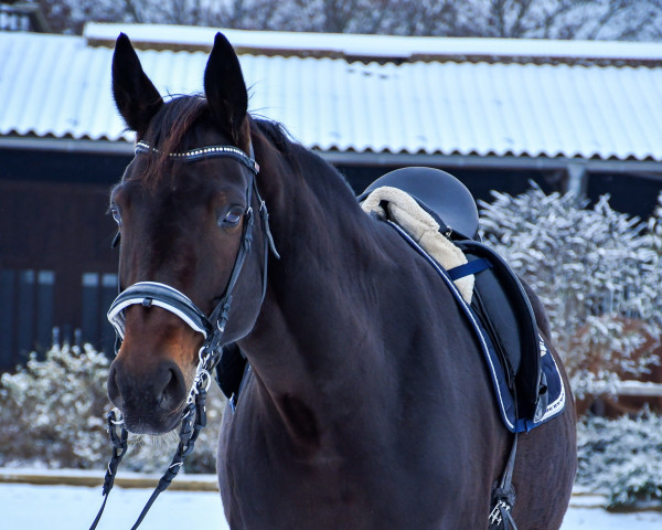 broodmare Belanie (German Sport Horse, 2013, from Belantis)