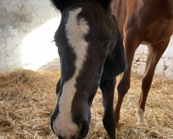 Pferd Elsa van Lunelli D (Oldenburger, 2022, von Ellis NRW)