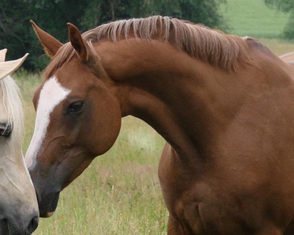 broodmare Bodethal's Red Rubina (German Riding Pony, 2014, from Dornik-Double)