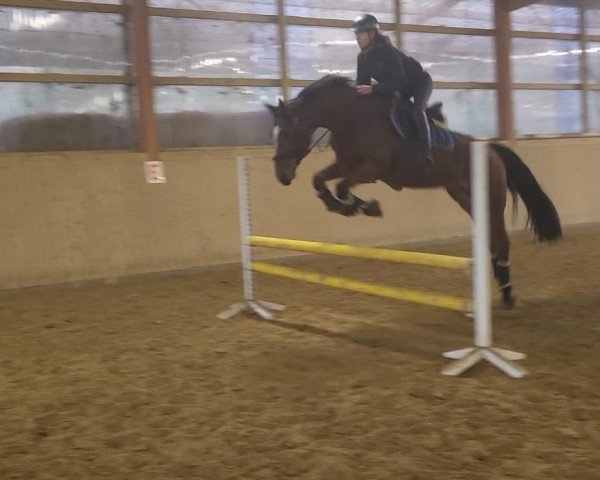 horse Quinnto (Hanoverian, 2016, from Qualito)