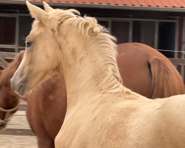horse Bodethal’s Golden Rubina (German Riding Pony, 2022, from Genesis BL)