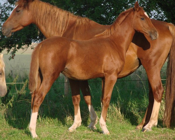horse Bodethal's Sunrise (German Riding Pony, 2021, from Dornik-Double)