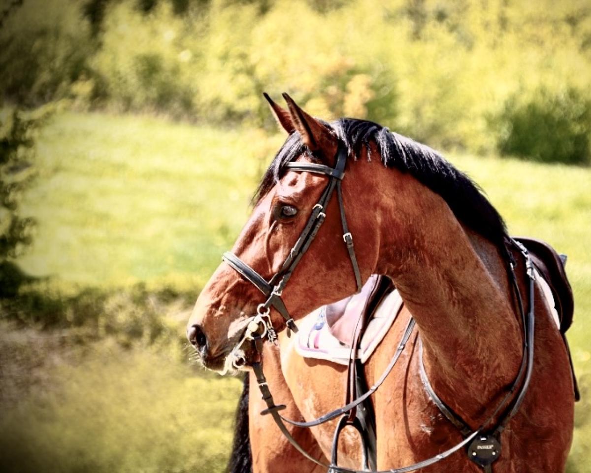 Jumper Lacoon 3 (Rhinelander, 2011, from Last Mans Hope)