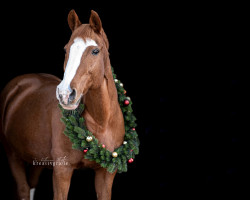 jumper Ginger 929 (German Riding Pony, 1999)