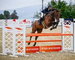 jumper Can Caipy (Hanoverian, 2009, from Canstakko)
