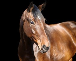 jumper Avalon 361 (Holsteiner, 2017, from Adagio de Talma)