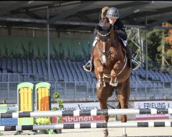 jumper Con Athletico (Hanoverian, 2018, from Comte)