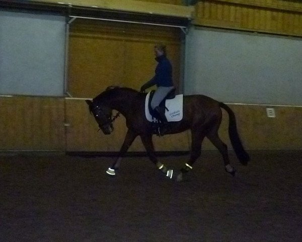 dressage horse Chester (Oldenburg, 2007, from Cordial Medoc)