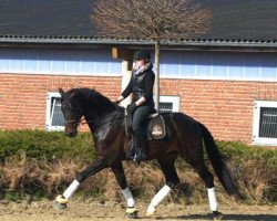 dressage horse Diamond Light (Westphalian, 2008, from Diamond Hit)