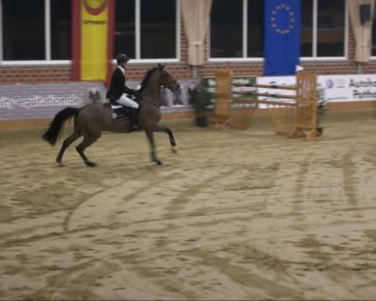 jumper Induction (KWPN (Royal Dutch Sporthorse), 2001, from Indoctro)