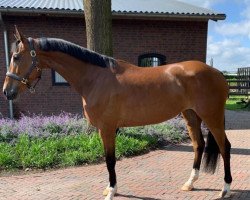 horse Balatina (Westphalian, 2015, from Baloutelli 2)