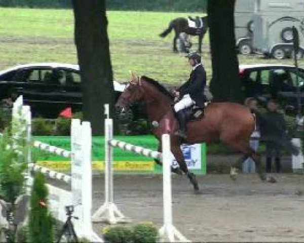 jumper Contara (Oldenburg show jumper, 2002, from Conterno Grande)