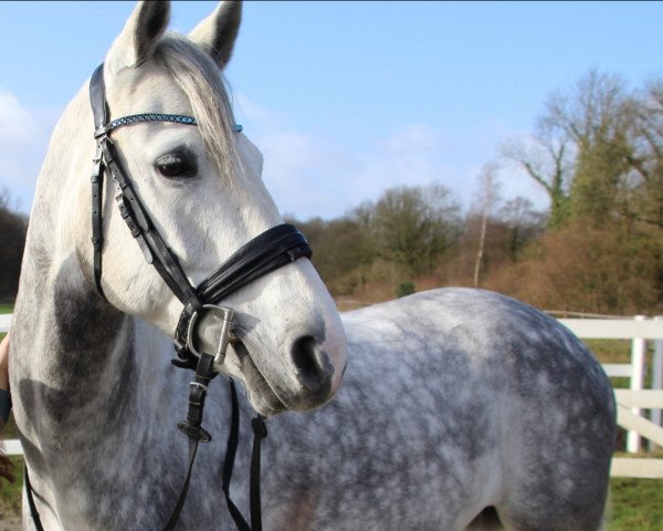 jumper Coupe B (German Sport Horse, 2015, from Coupie)