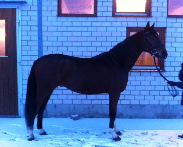 Pferd Don Laurie (Hannoveraner, 2006, von Don Laurie 143 FIN)