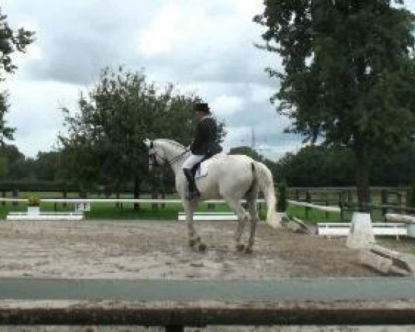 dressage horse Rhodos 73 (Hessian Warmblood, 1993, from Rosenduft)