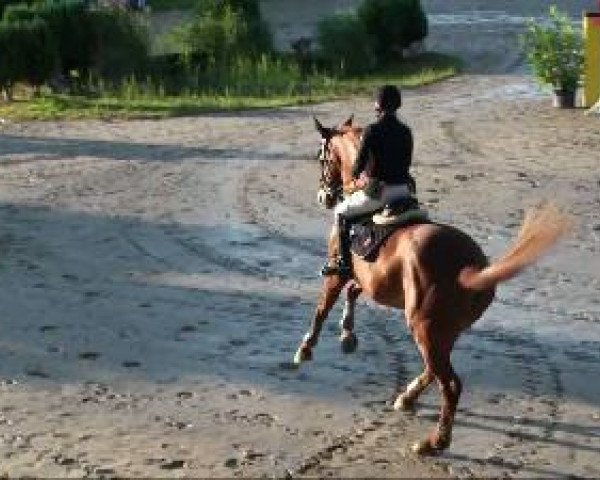 Springpferd Kantares 3 (Belgisches Warmblut, 2000, von Ksar Sitte)