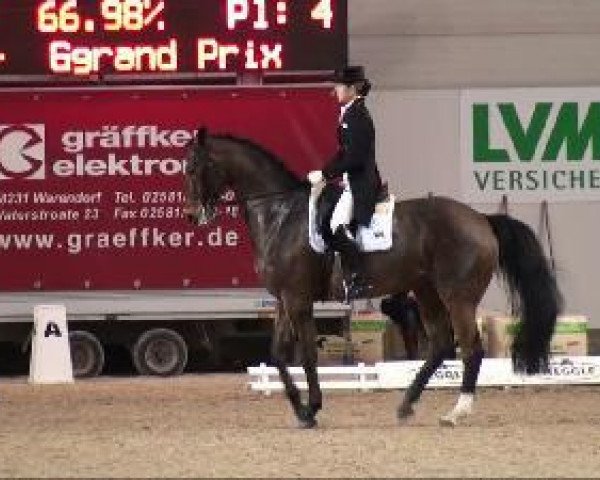 dressage horse Master Mind 5 (Swedish Warmblood, 1996, from Master 129 FIN)