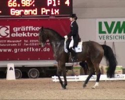 Dressurpferd Master Mind 5 (Schwedisches Warmblut, 1996, von Master 129 FIN)