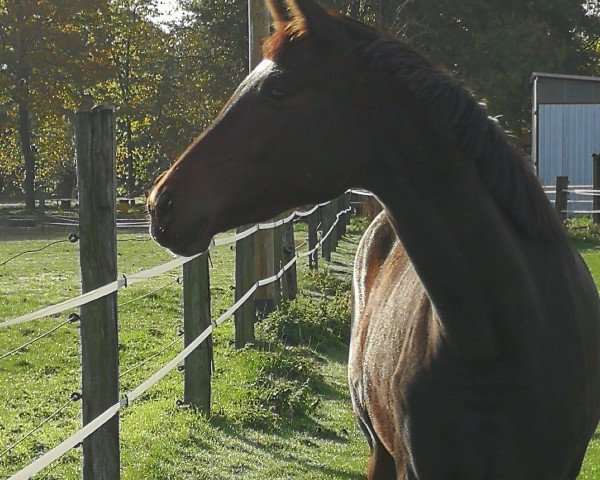 Pferd Penelope van de Debbehoeve (KWPN (Niederländisches Warmblut), 2020, von Lennox U.S.)