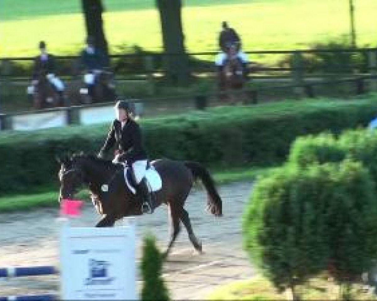 jumper Franziska (Westphalian, 1996, from Federball)