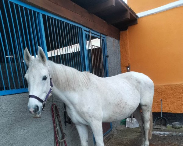 Zuchtstute Cornada SL (Westfale, 2010, von Congress)