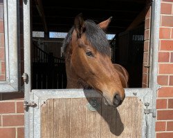 dressage horse Vitalio (Westphalian, 2018, from Vitalis)