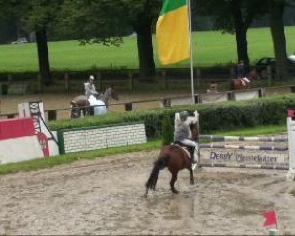 Zuchtstute Night Lady 5 (Deutsches Reitpony, 1994, von Night-Star III) - Recklinghausen 
29.08.2010 
41/1 Pony-Springprüfung KL A**
